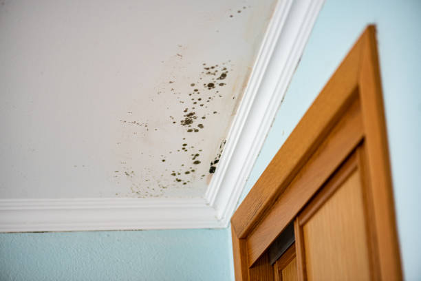 Best Mold Remediation Services  in Topeka, KS