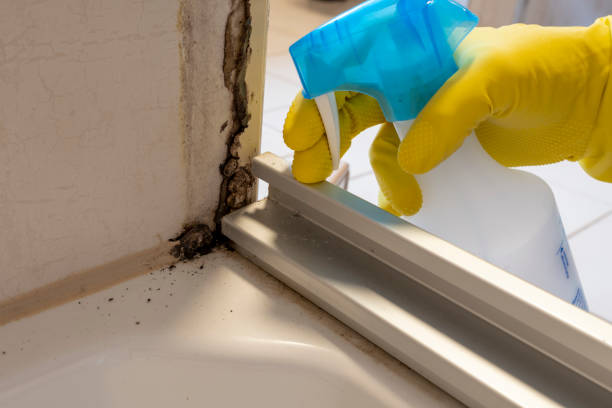 Best Mold Damage Repair  in Topeka, KS