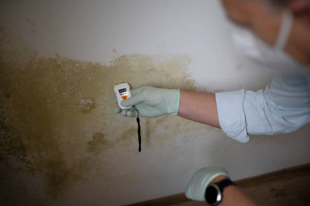 Best Same-Day Mold Removal  in Topeka, KS