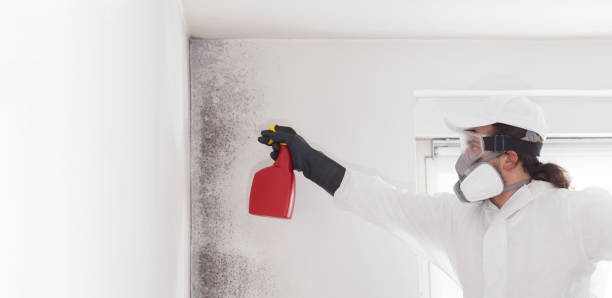Best Attic Mold Removal  in Topeka, KS