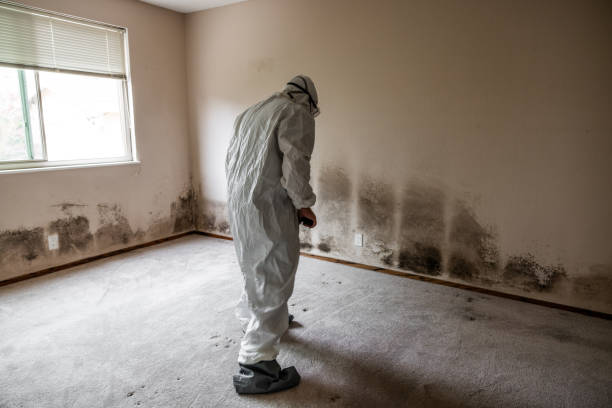Best Fast Mold Removal  in Topeka, KS