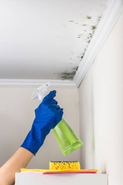 Best Certified Mold Removal  in Topeka, KS