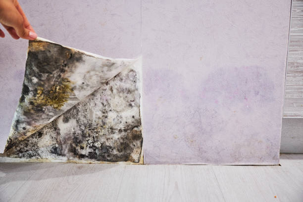 Best Commercial Mold Removal  in Topeka, KS